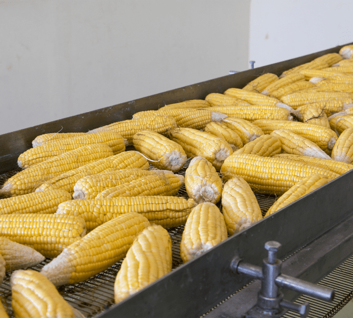 convoyeur alimentaire
